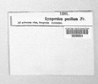 Bovista pusilla image